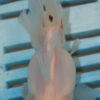 High Quality Oranda 9-11cm (AM314)