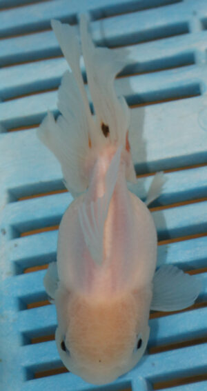 High Quality Oranda 9-11cm (AM314)