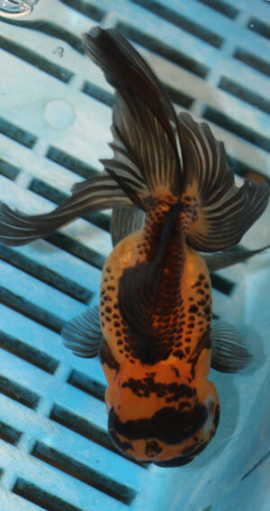 High Quality Oranda 11-13cm (AM349)