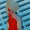 High Quality Oranda 9-11cm (AM315)