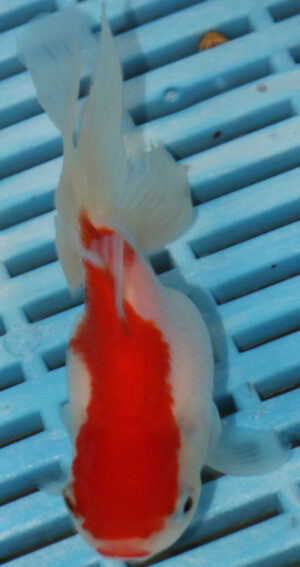 High Quality Oranda 9-11cm (AM315)