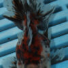 High Quality Oranda 9-11cm (AM316)