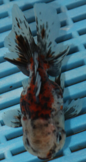 High Quality Oranda 9-11cm (AM316)