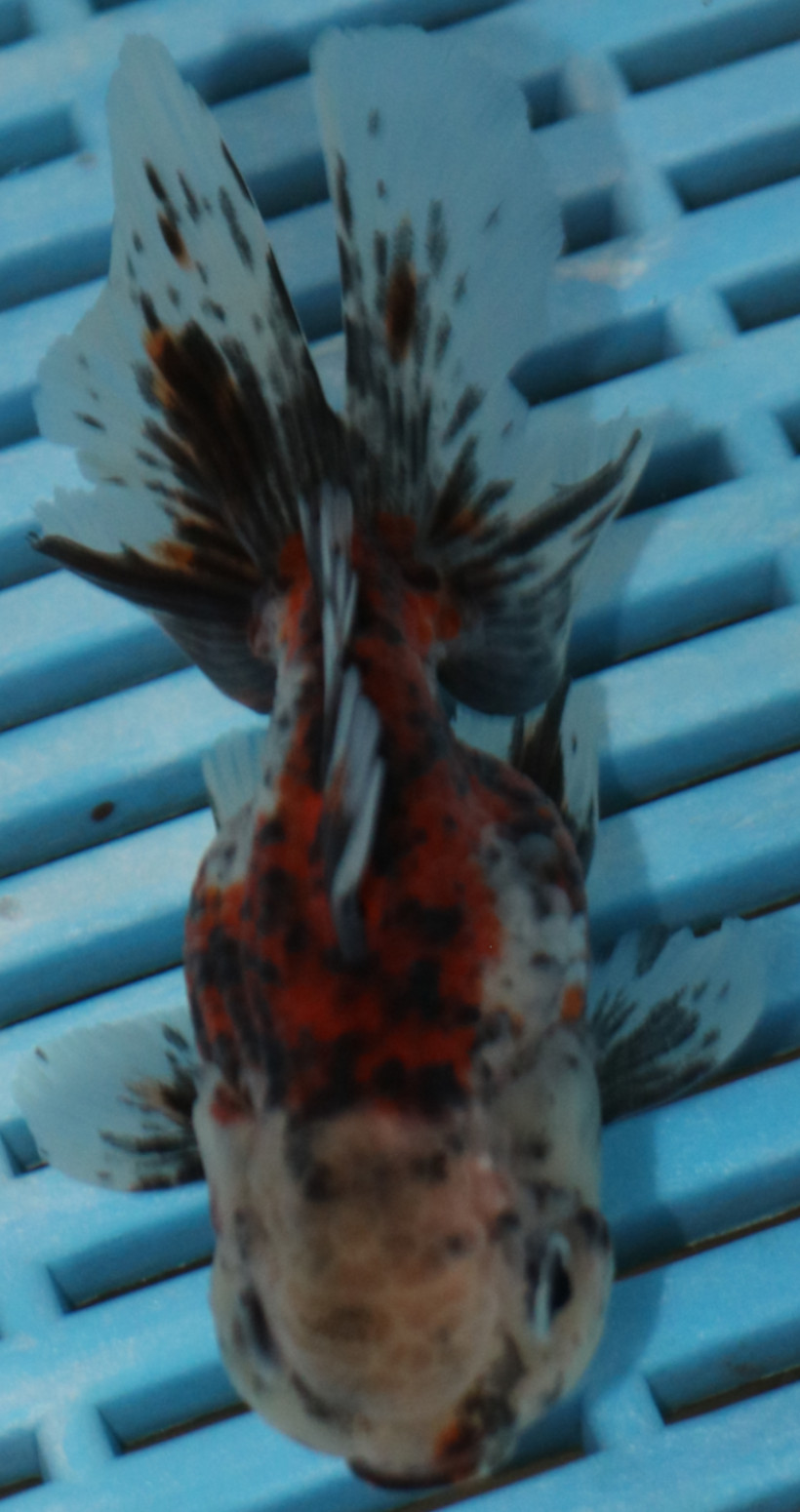 High Quality Oranda 9-11cm (AM316)