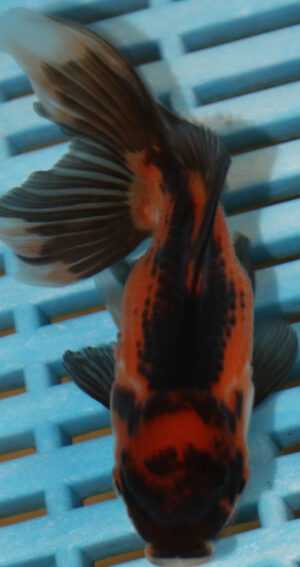 High Quality Oranda 9-11cm (AM317)