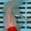 High Quality Oranda 11-13cm (AM335)