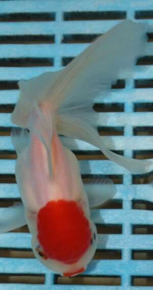 High Quality Oranda 11-13cm (AM335)