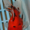 High Quality Oranda 13-15cm (AM425)