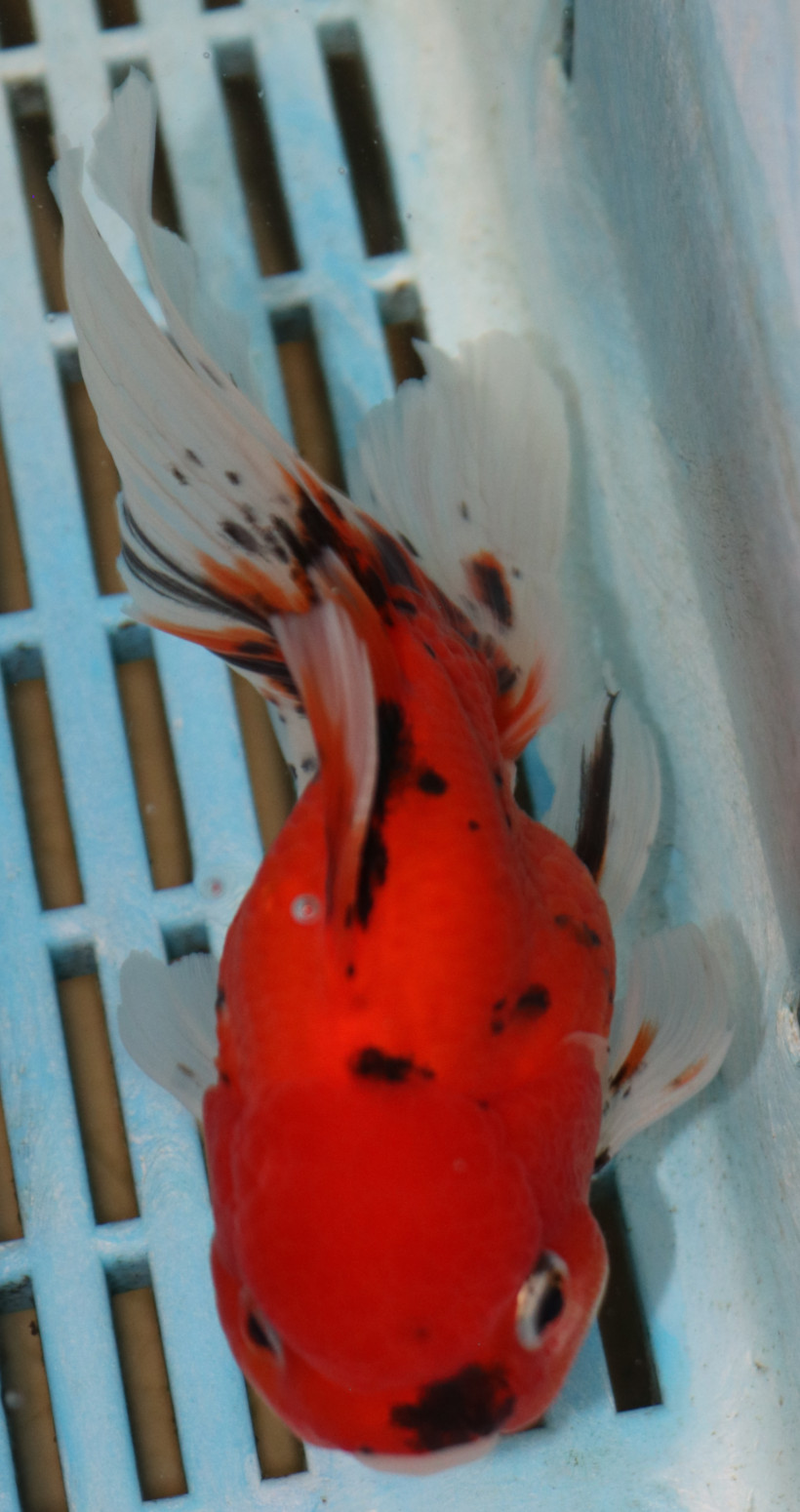 High Quality Oranda 13-15cm (AM425)