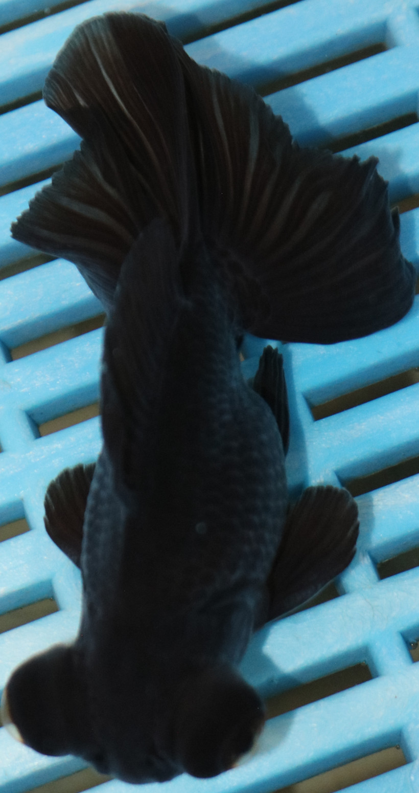 High Quality Telescopic Eye Fantail 9-11cm (AM319)