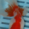 High Quality Oranda 9-11cm (AM320)
