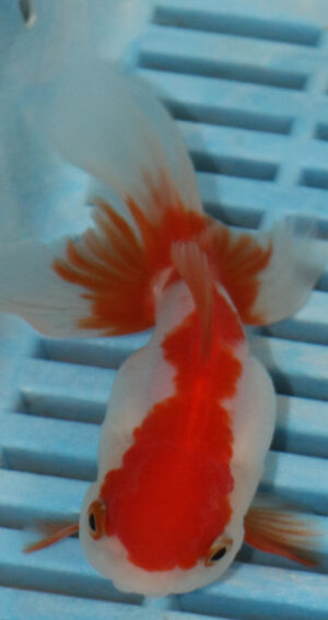 High Quality Oranda 9-11cm (AM320)