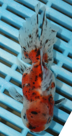 High Quality Oranda 9-11cm (AM322)