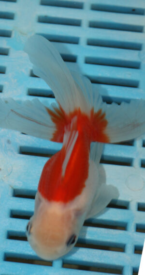 High Quality Oranda 9-11cm (AM323)