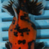 High Quality Ryukin 9-11cm (AM324)