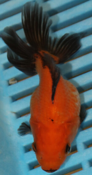 High Quality Oranda 9-11cm (AM325)