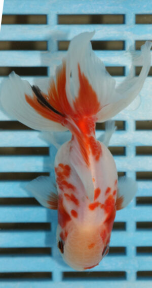 High Quality Oranda 9-11cm (AM326)