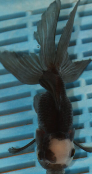 High Quality Oranda 9-11cm (AM327)