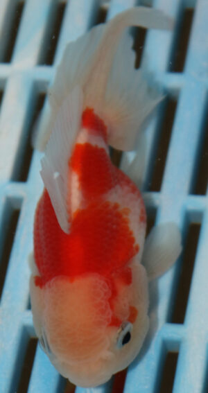High Quality Oranda 9-11cm (AM328)
