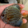 10-12cm Hand Picked Discus WYSIWYG (TT2)  ***HIGH GRADE*** 