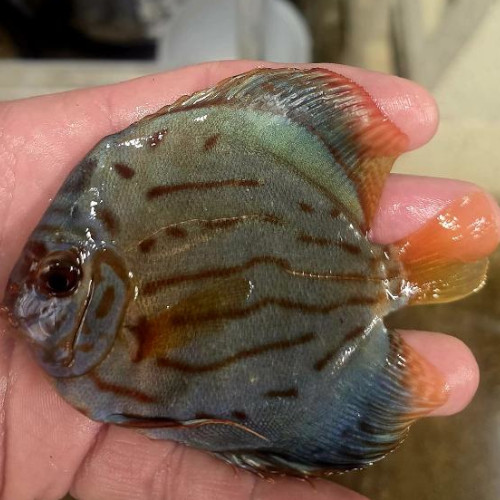 10-12cm Hand Picked Discus WYSIWYG (TT2) ***HIGH GRADE***