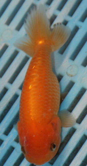 High Quality Ranchu 11-13cm (AM336)