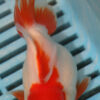 High Quality Oranda 13-15cm (AM426)