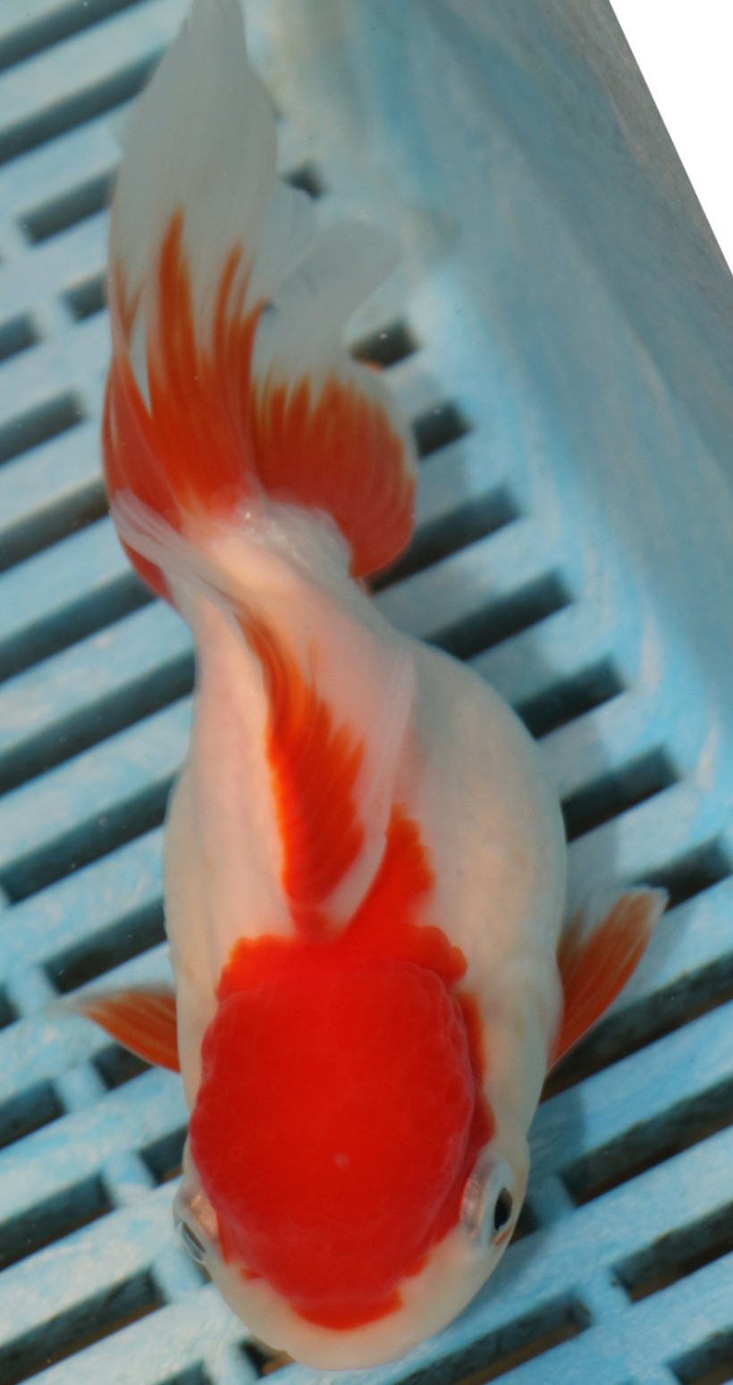 High Quality Oranda 13-15cm (AM426)