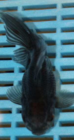 High Quality Oranda 9-11cm (AM302)