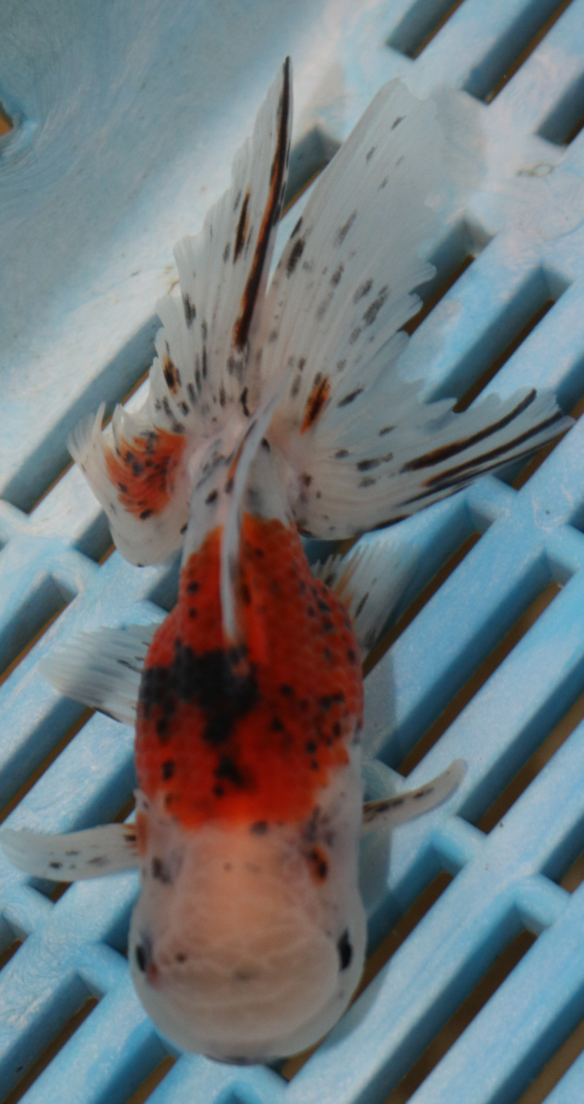 High Quality Oranda 9-11cm (AM329)