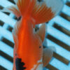 High Quality Oranda 9-11cm (AM330)