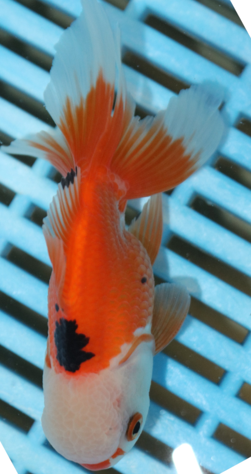 High Quality Oranda 9-11cm (AM330)