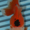 High Quality Oranda 9-11cm (AM331)