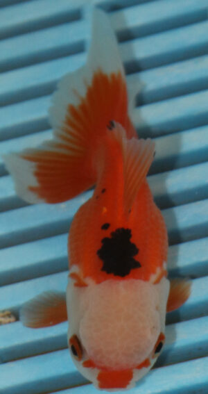 High Quality Oranda 9-11cm (AM331)