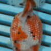 High Quality Pearlscale 9-11cm (AM332)
