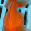 High Quality Pearlscale 9-11cm (AM333)