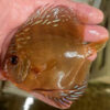 10-12cm Hand Picked Discus WYSIWYG (TT3)  ***HIGH GRADE***  