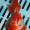 High Quality Oranda 11-13cm (AM337)