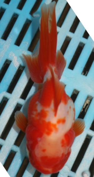 High Quality Oranda 11-13cm (AM337)