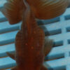High Quality Telescopic Eye Fantail 9-11cm (AM303)
