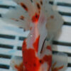 High Quality Oranda 13-15cm (AM427)