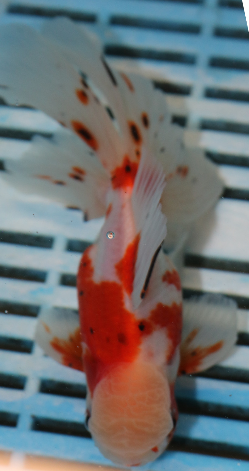 High Quality Oranda 13-15cm (AM427)