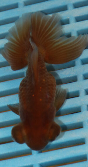 High Quality Telescopic Eye Fantail 9-11cm (AM303)
