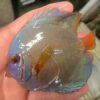 10-12cm Hand Picked Discus WYSIWYG (TT4)  ***HIGH GRADE***  