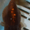 High Quality Oranda 11-13cm (AM338)