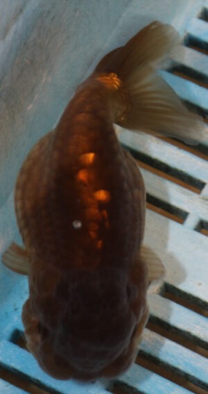 High Quality Oranda 11-13cm (AM338)