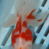 High Quality Oranda 9-11cm (AM304)