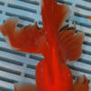 High Quality Oranda 13-15cm (AM428)