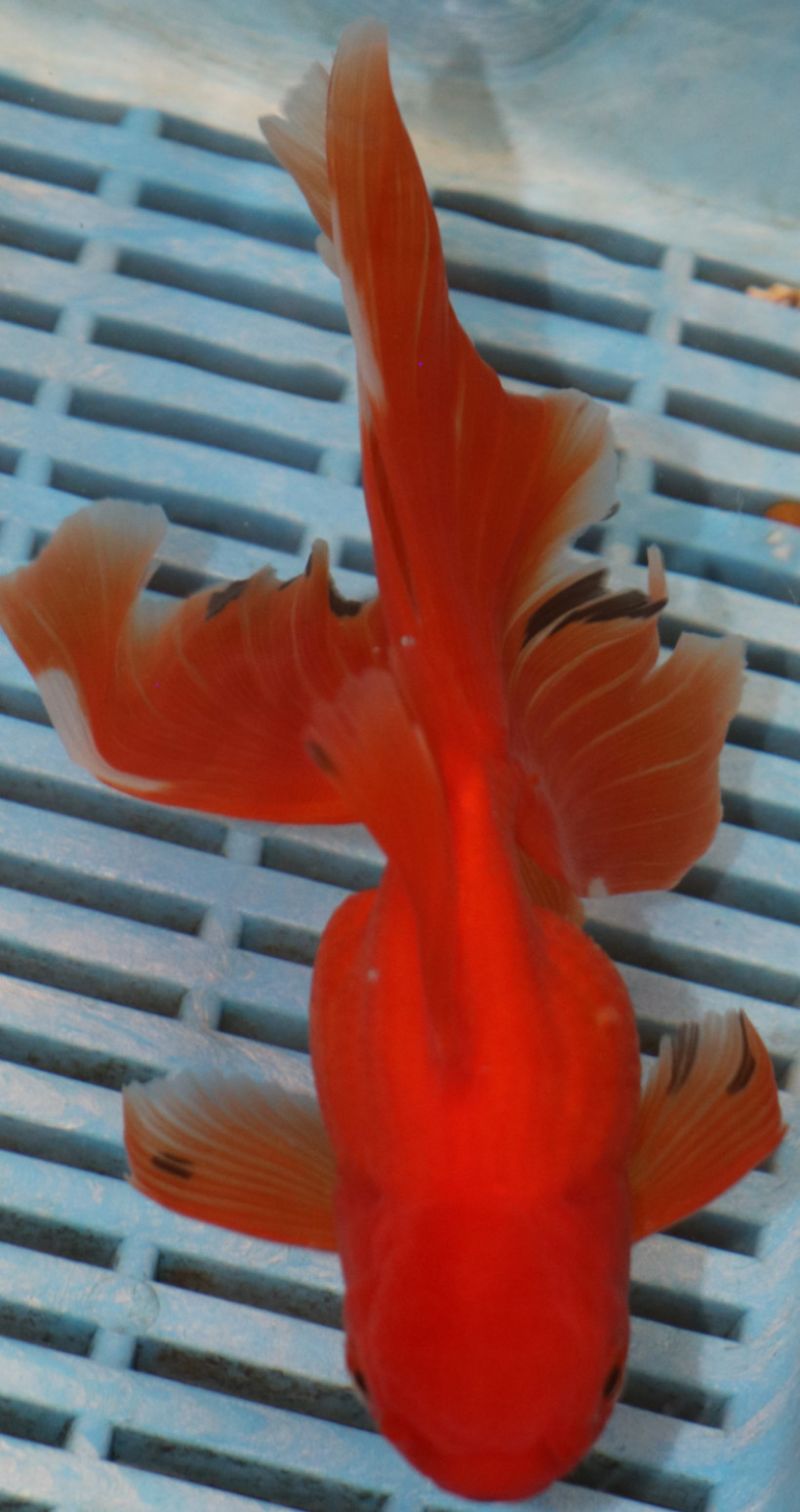 High Quality Oranda 13-15cm (AM428)