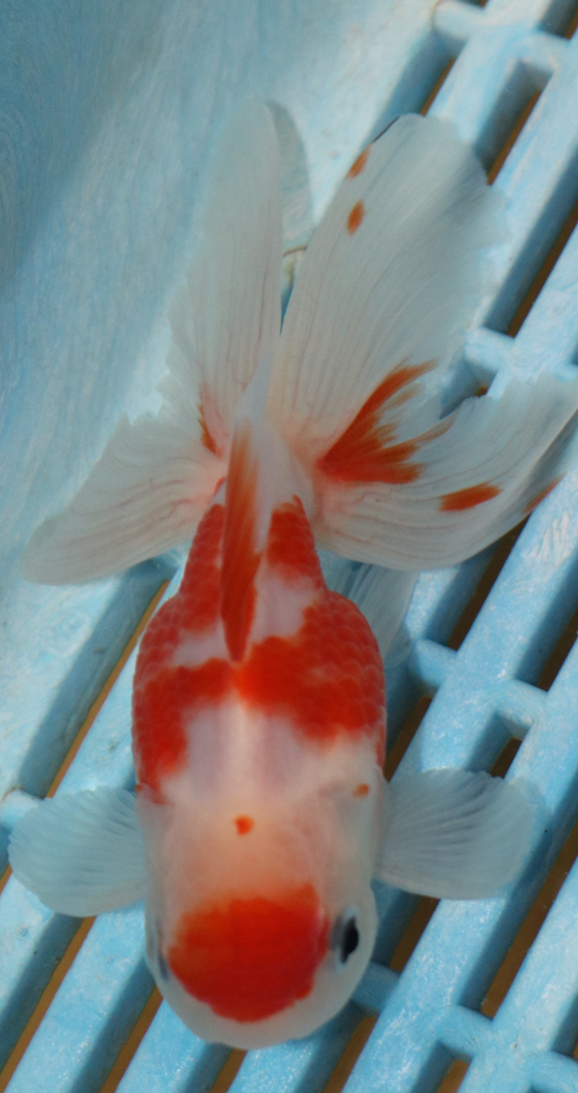 High Quality Oranda 9-11cm (AM304)